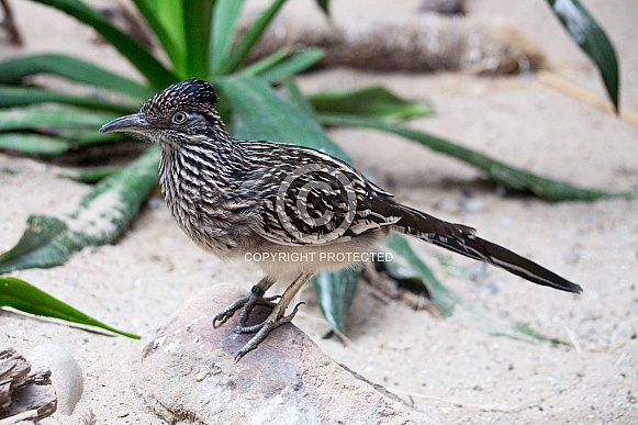 Roadrunner Roadrunner