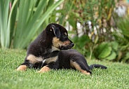 Puppy (mixed breed)