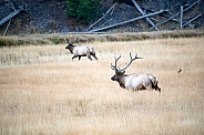 Wild bull elk chasing another male off