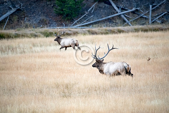Wild bull elk chasing another male off