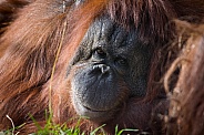 Orangutan