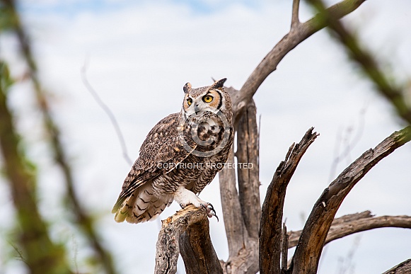 Great Horned Owl Great Horned Owl