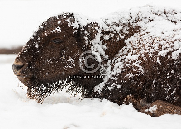 Bos bison, American bison