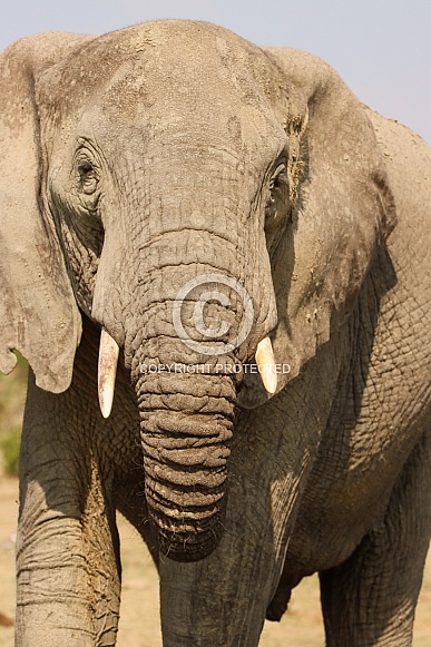 African Elephant African Elephant