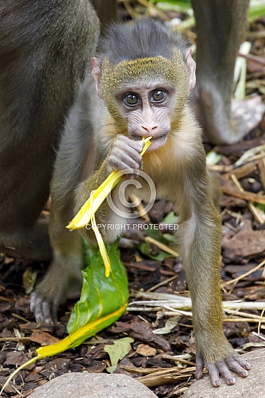 Mandrill (Mandrillus sphinx)