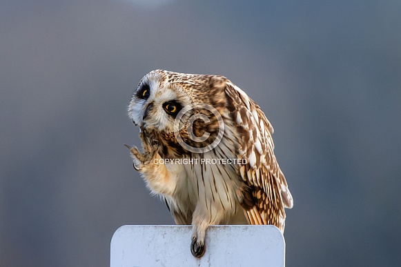 Short Eared Owls