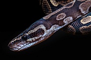 Boa Constrictor