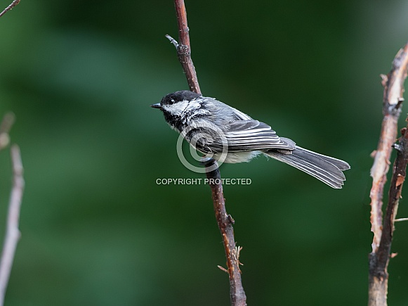 Black-Capped Chickadee on a branch Black-Capped Chickadee on a branch