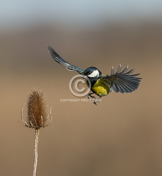 Great Tit