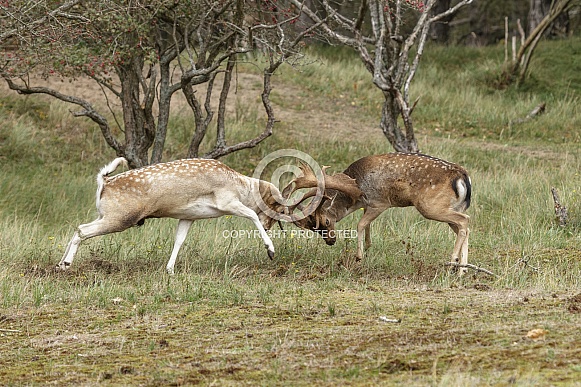 Two beautiful fallow deer are fighting in the rutting season