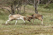 Two beautiful fallow deer are fighting in the rutting season