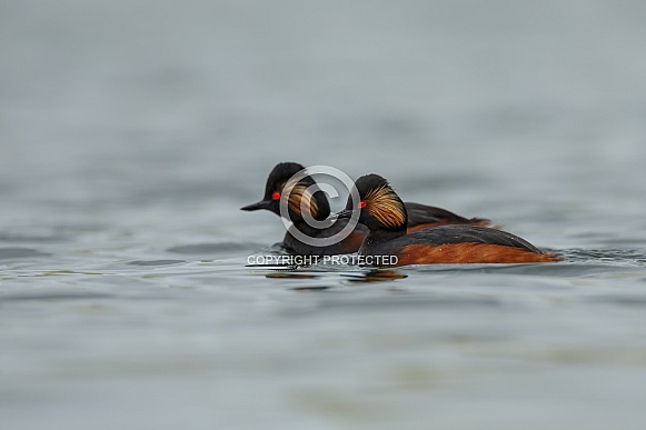 The black-necked grebe The black-necked grebe