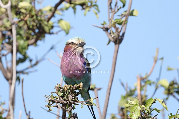 Lilac Breasted Roller