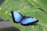 Morpho menelaus