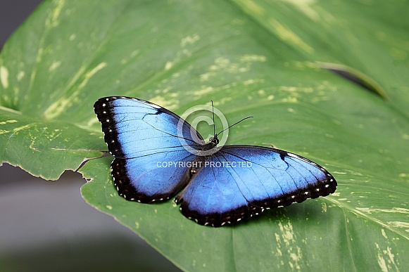 Morpho menelaus