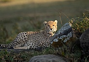 Mother cheetah watching her cubs play
