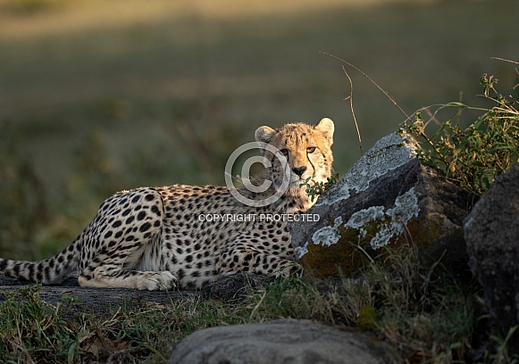 Mother cheetah watching her cubs play Mother cheetah watching her cubs play