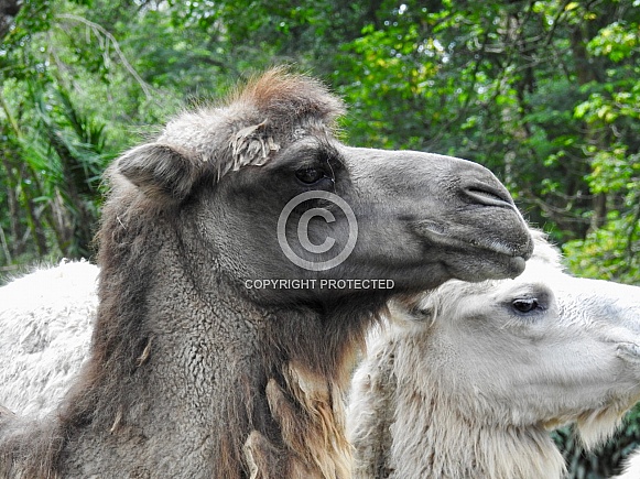 Bactrian Camel