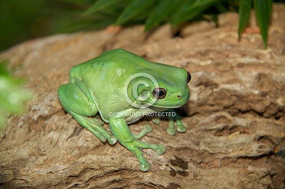 Australian Green Tree Frog Australian Green Tree Frog