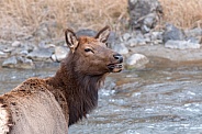 Wild female elk calling for her calf