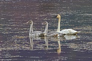 Trumpeter Swan Adult with Cygnets in Alaska