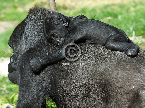 Western lowland gorilla (Gorilla gorilla gorilla)