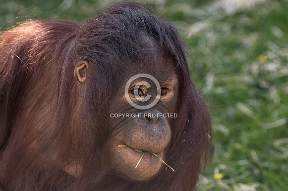 Young Bornean Orangutan Young Bornean Orangutan