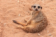 Meerkat Sitting In Sand