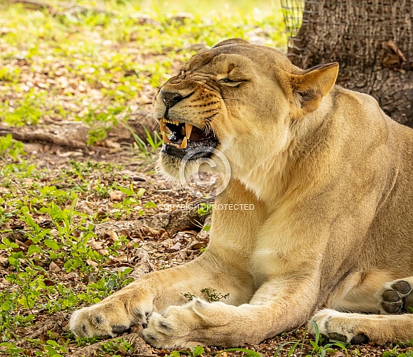 Female African Lions Female African Lions