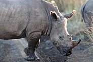 Rhino close up