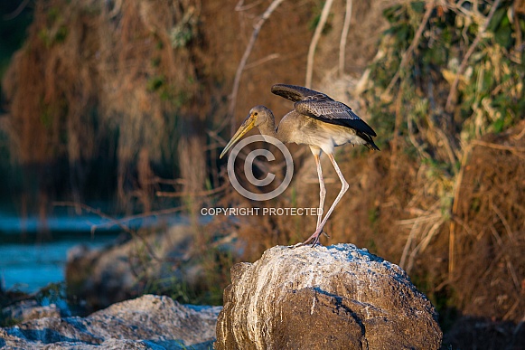 Juvenile Yellow-Billed Stork Juvenile Yellow-Billed Stork