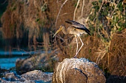 Juvenile Yellow-Billed Stork