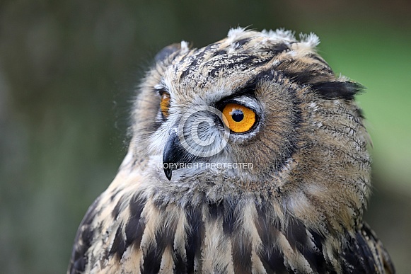 Eurasian Eagle Owl (Bubo Bubo)