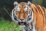 Amur tiger, face shot