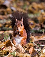 Red Squirrel