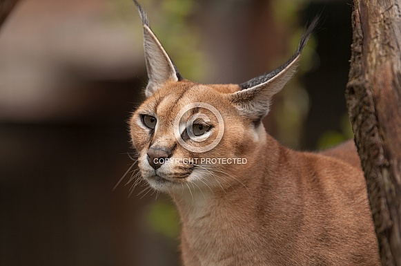 Caracal Caracal