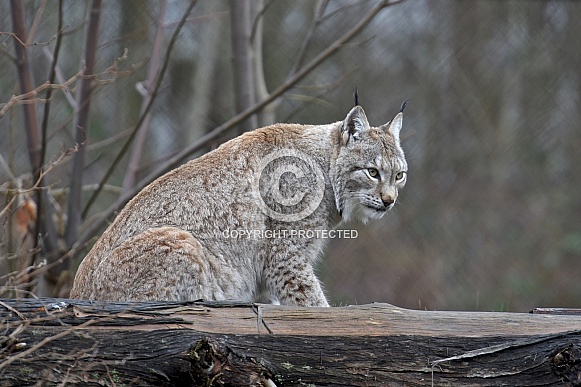 Lynx Lynx