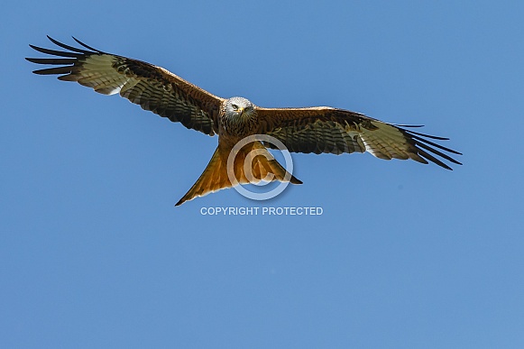 Red Kite