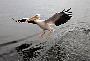 Great White Pelican - Namibia