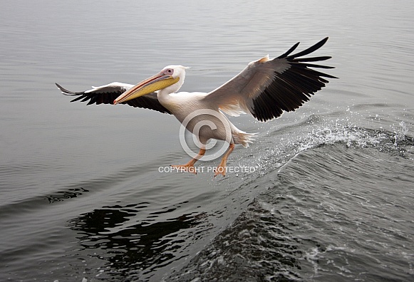 Great White Pelican - Namibia Great White Pelican - Namibia