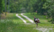 Wild Osceola turkey (Meleagris gallopavo osceola), aka Florida turkey, is a subspecies of wild turkey that only occurs in the Florida peninsula