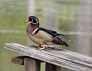 Wood Duck Male