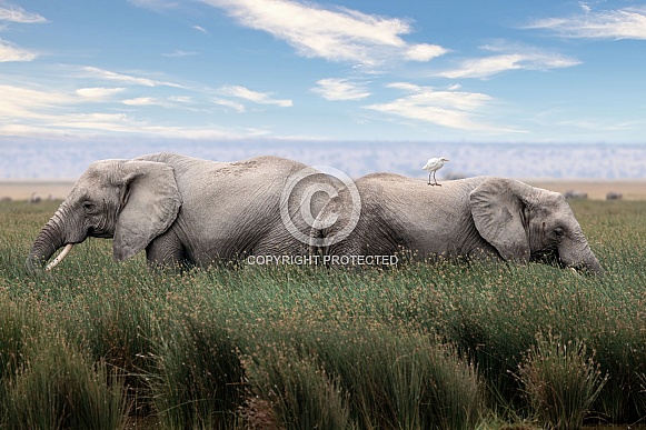 African Bush Elephant