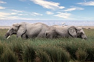 African Bush Elephant