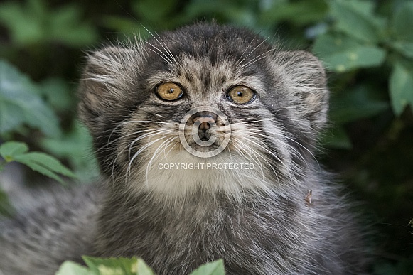 Pallas cat kitten