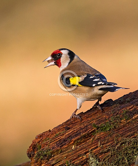 Goldfinch