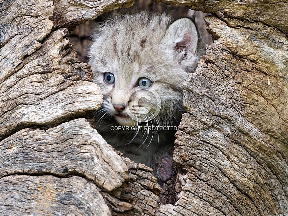 Bobcat kitten