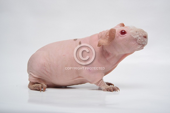 Skinny Guinea Pig