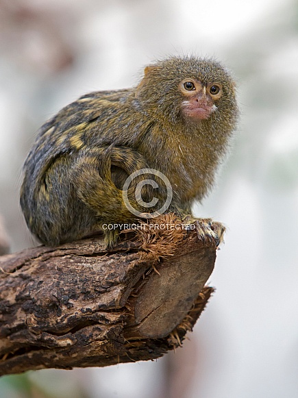 Pygmy Marmoset (Cebuella pygmaea) Pygmy Marmoset (Cebuella pygmaea)