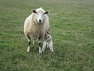 Perandale Sheep